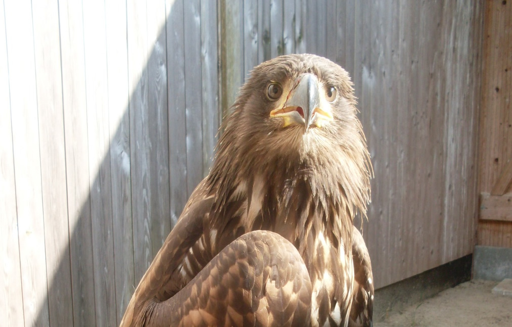 Seeadler erholt sich in unserer Station