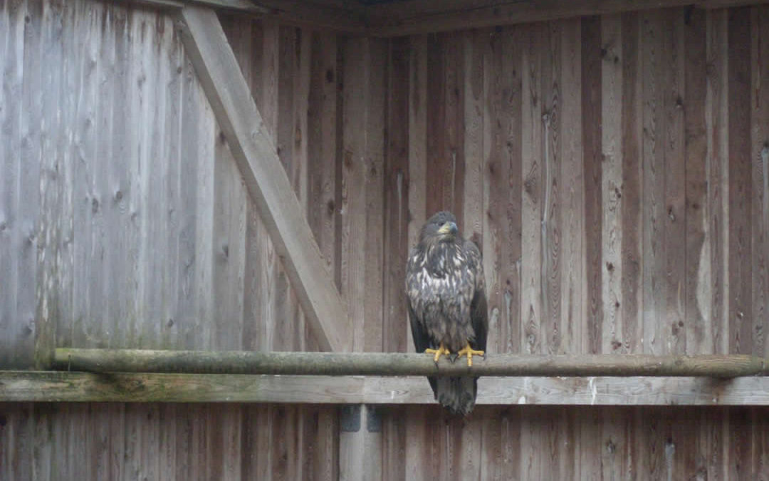 Seeadler erholt sich wieder