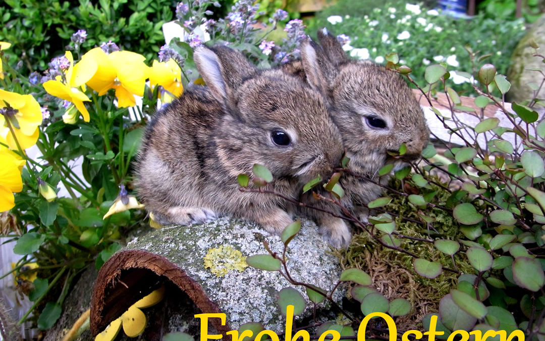 Frohe Ostern an alle Wildtierfreunde!