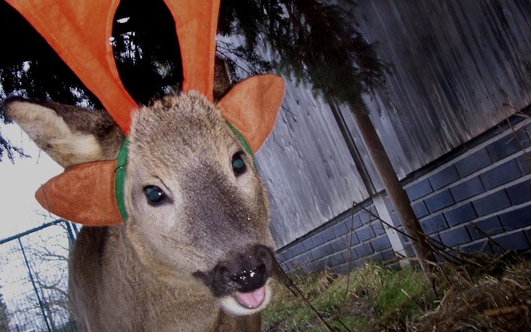 Frohe Weihnachten!