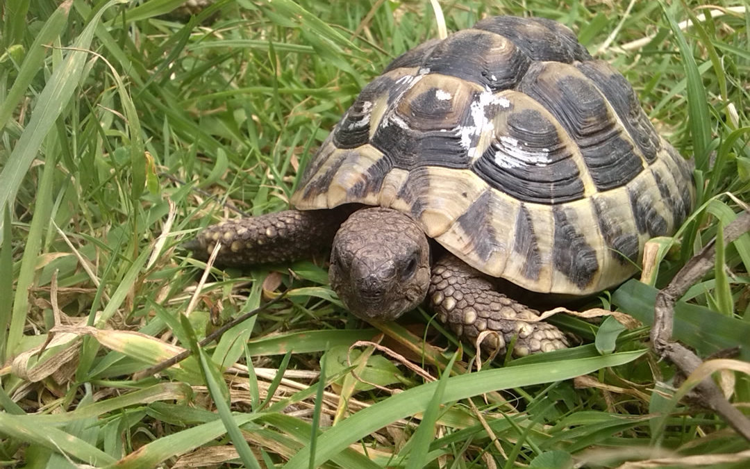 Zweites Landschildkrötengehege