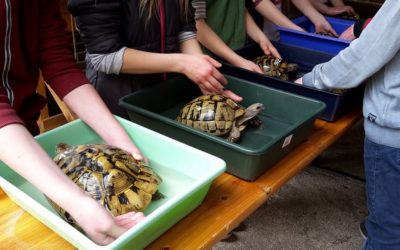 Wildschutz-AG bringt die Landschildkröten in den Frühling