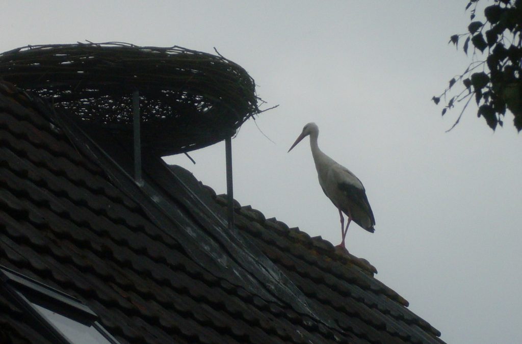 Storch verlässt die Station